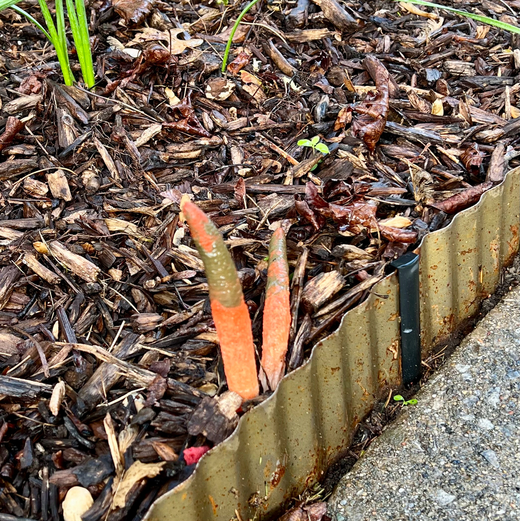 devil's dipstick · May 2026 · photo: Photo: no rights reserved · iNaturalist