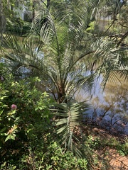 Butia capitata