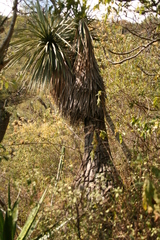 Beaucarnea