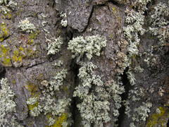 Ramalina baltica