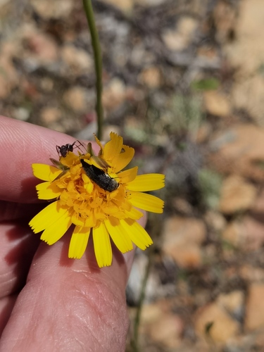 Acmaeoderella flavofasciata pilivestis