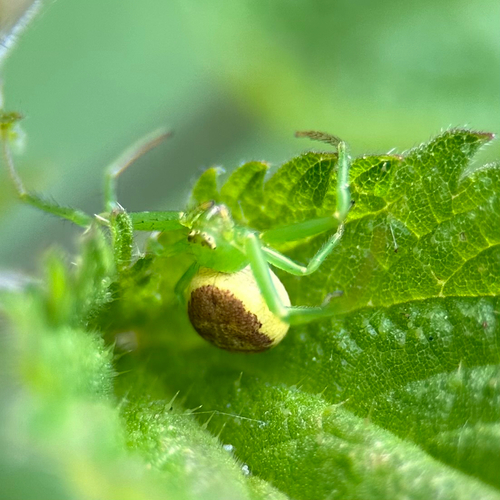 Grüne Krabbenspinne
