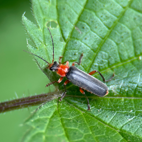 Rotschwarzer Weichkäfer