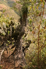 Beaucarnea