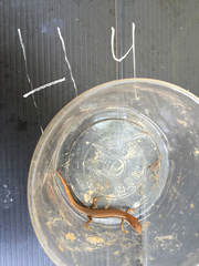 Scincella formosensis