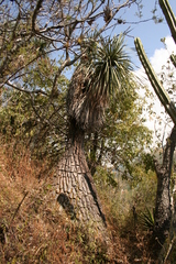 Beaucarnea