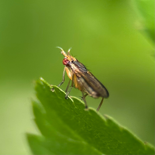 Rotbraune Schneckenfliege