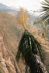 Beaucarnea