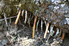 Beaucarnea