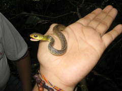 Chironius spixii