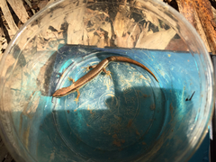 Scincella formosensis