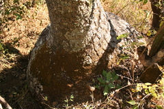 Beaucarnea