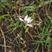 Lobelia chinensis