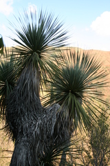 Beaucarnea