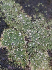 Bacidina delicata