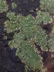 Bacidina delicata