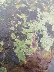 Bacidina delicata