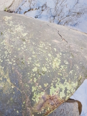 Bacidina delicata