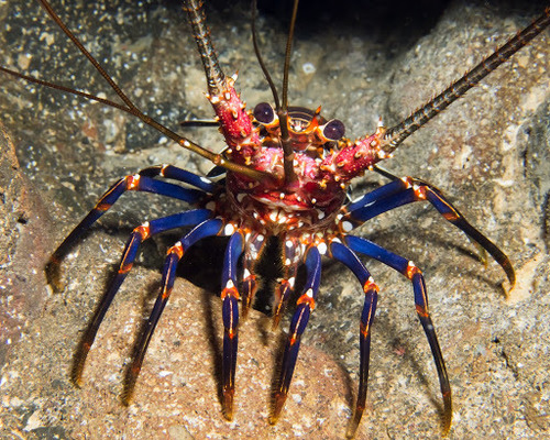 Hawaiian spiny lobster