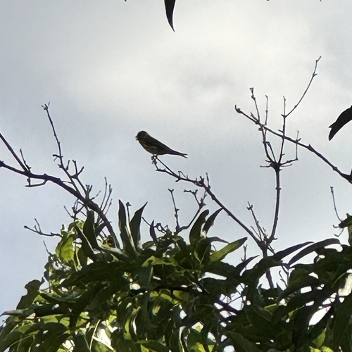 European Serin