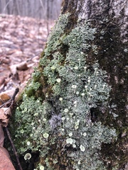 Cladonia carneola