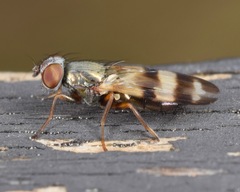 Chaetopsis massyla
