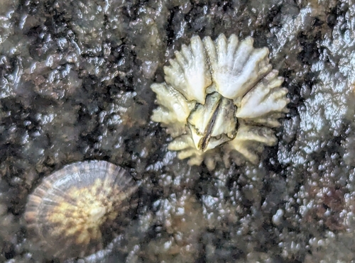 Chthamalus malayensis observed 2026-05-17
