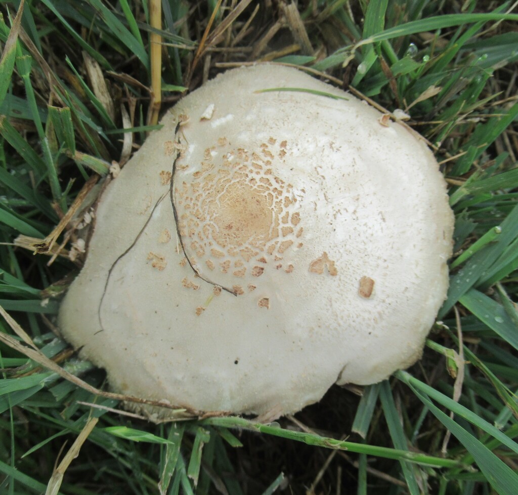Green-spored Parasol · May 2026 · photo: Photo: (c) Linda Jo Conn, some rights reserved (CC BY) · iNaturalist