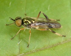 Actina viridis