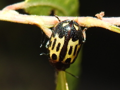 Chrysomela texana