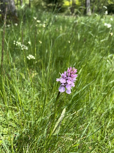 heath spotted orchid