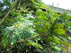 Berberis × hortensis