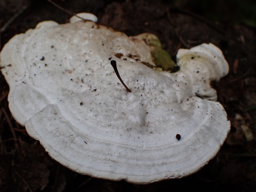 Lumpy Bracket · May 2026 · photo: Photo: no rights reserved · iNaturalist