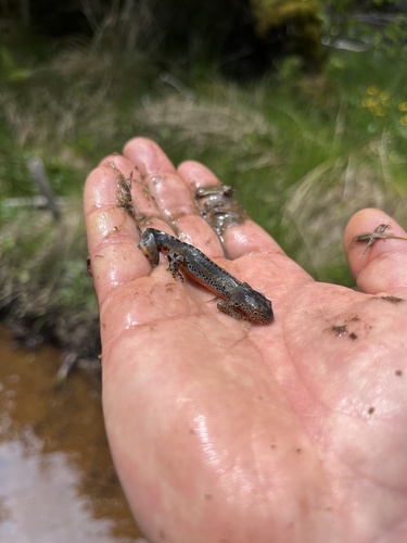 Alpine Newt