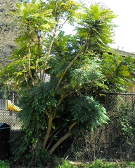 Berberis × hortensis