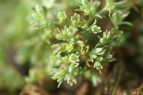 Scleranthus annuus iNat (3)