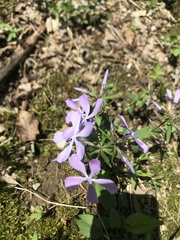 Phlox divaricata