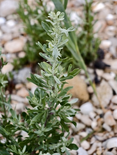 Artemisia caerulescens, photograph 4