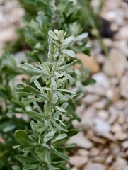 (c) fmunoz, some rights reserved (CC BY) Artemisia caerulescens, photograph (c) fmunoz, some rights reserved (CC BY)