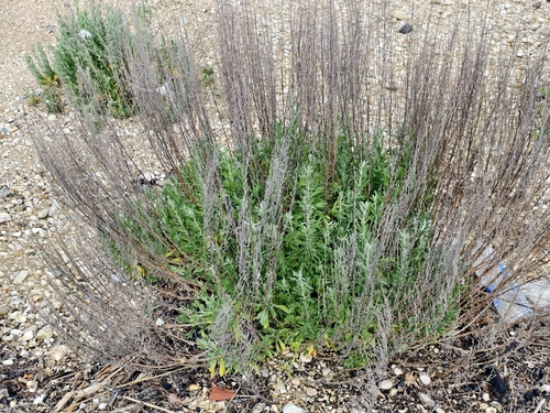 Artemisia caerulescens, photograph 6