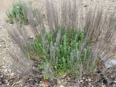 Artemisia caerulescens, photograph (c) fmunoz, some rights reserved (CC BY)