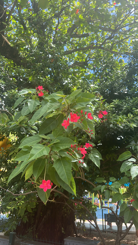 Jatropha coccinea Link