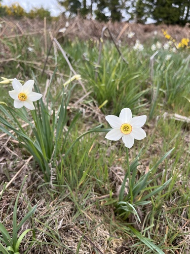 Poet's Narcissus
