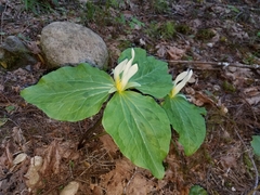 Trillium albidum
