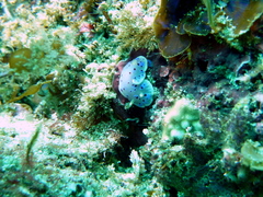 Goniobranchus thompsoni