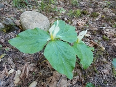 Trillium albidum
