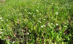 Valerianella