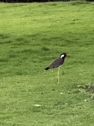 Sri Lanka Red-wattled Lapwing