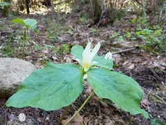 Trillium albidum