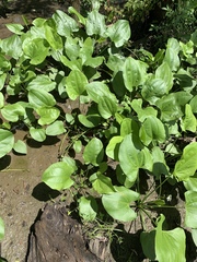 Echinodorus cordifolius
